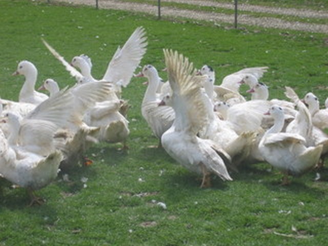 Canards blancs à travers champs