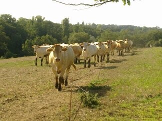 troupeau vache