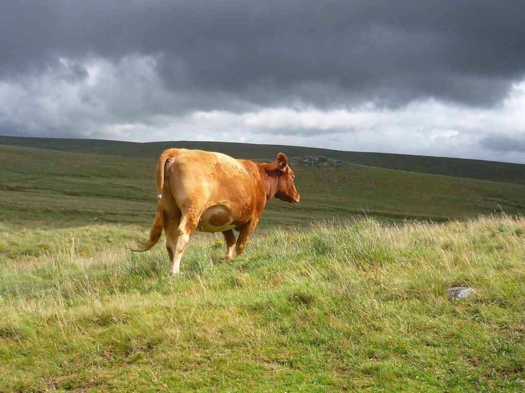 vache paturage