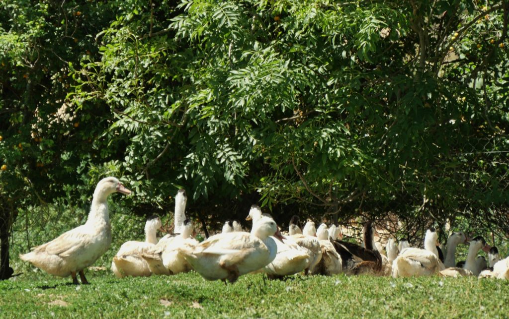 canards