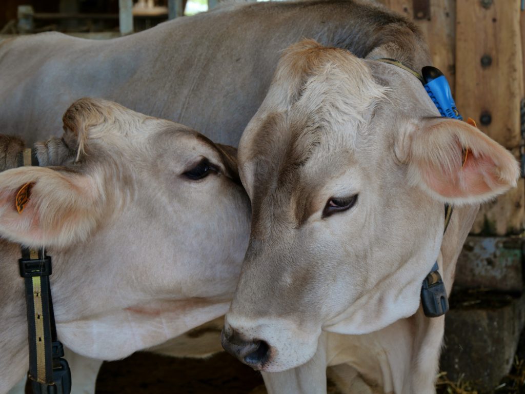 vaches